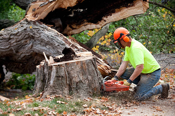 Best Tree Removal Near Me  in Prichard, AL